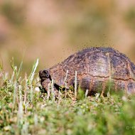 želva řecká (testudo graeca)